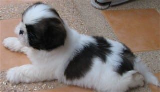 Shih tzu colors hot sale black & white